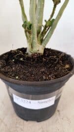 Planta Simples 3224 – 30cm – 02 anos - Imagem 7