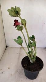 Planta Simples 3224 – 30cm – 02 anos - Imagem 5