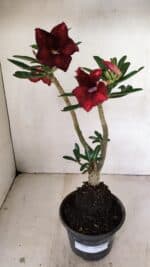 Planta Simples 3225 – 35cm – 03 anos - Imagem 2