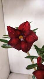 Planta Simples 3225 – 35cm – 03 anos - Imagem 4