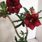 Planta Simples 3225 – 35cm – 03 anos