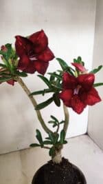 Planta Simples 3225 – 35cm – 03 anos