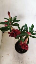 Planta Simples 3225 – 35cm – 03 anos - Imagem 9