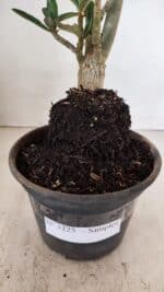 Planta Simples 3225 – 35cm – 03 anos - Imagem 8