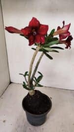 Planta Simples 3225 – 35cm – 03 anos - Imagem 7