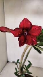 Planta Simples 3225 – 35cm – 03 anos - Imagem 5