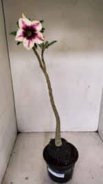 Planta Simples 3226 – 35cm – 03 anos - Imagem 2