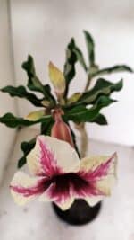 Planta Simples 3226 – 35cm – 03 anos - Imagem 4