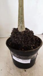 Planta Simples 3226 – 35cm – 03 anos - Imagem 6