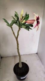 Planta Simples 3226 – 35cm – 03 anos - Imagem 5