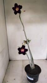 Planta Simples 3227 – 35cm – 03 anos - Imagem 2