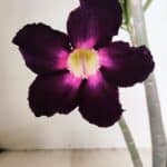 Planta Simples 3227 – 35cm – 03 anos