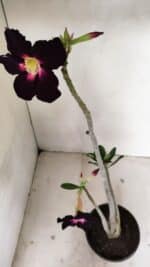 Planta Simples 3227 – 35cm – 03 anos - Imagem 7