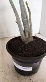 Planta Simples 3227 – 35cm – 03 anos - Imagem 6