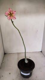 Planta Simples 3228 – 30cm – 01 ano - Imagem 2