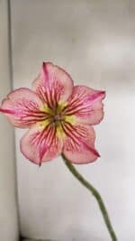 Planta Simples 3228 – 30cm – 01 ano