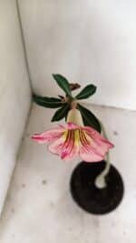 Planta Simples 3228 – 30cm – 01 ano - Imagem 4