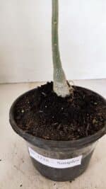 Planta Simples 3228 – 30cm – 01 ano - Imagem 6