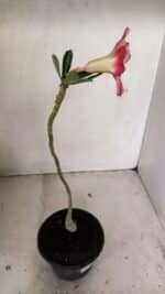 Planta Simples 3228 – 30cm – 01 ano - Imagem 5