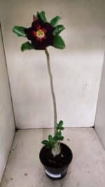 Planta Simples 3229 – 35cm – 03 anos - Imagem 2