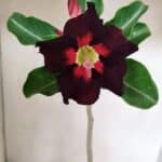 Planta Simples 3229 – 35cm – 03 anos