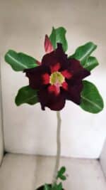 Planta Simples 3229 – 35cm – 03 anos