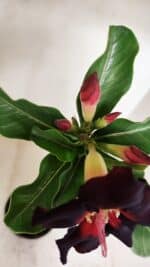 Planta Simples 3229 – 35cm – 03 anos - Imagem 4