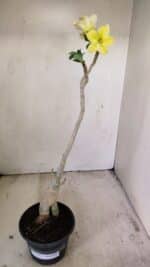 Planta Simples 3231 – 35cm – 03 anos - Imagem 2