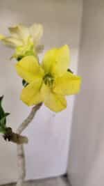 Planta Simples 3231 – 35cm – 03 anos