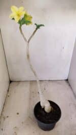 Planta Simples 3231 – 35cm – 03 anos - Imagem 5