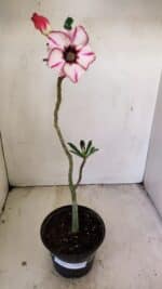 Planta Simples 3232 – 30cm – 02 anos - Imagem 2