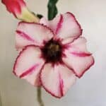 Planta Simples 3232 – 30cm – 02 anos