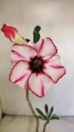 Planta Simples 3232 – 30cm – 02 anos