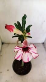 Planta Simples 3232 – 30cm – 02 anos - Imagem 4