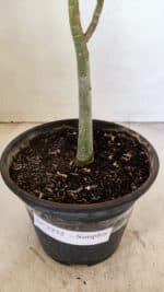 Planta Simples 3232 – 30cm – 02 anos - Imagem 6