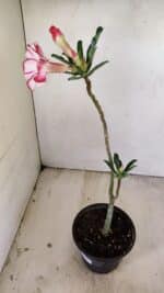 Planta Simples 3232 – 30cm – 02 anos - Imagem 5