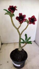 Planta Simples 3233 – 35cm – 03 anos - Imagem 2