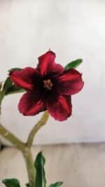 Planta Simples 3233 – 35cm – 03 anos - Imagem 3