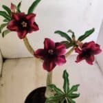 Planta Simples 3233 – 35cm – 03 anos