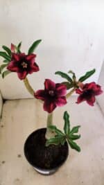 Planta Simples 3233 – 35cm – 03 anos