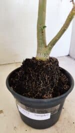 Planta Simples 3233 – 35cm – 03 anos - Imagem 7