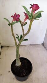 Planta Simples 3233 – 35cm – 03 anos - Imagem 6