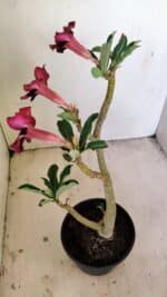 Planta Simples 3233 – 35cm – 03 anos - Imagem 5