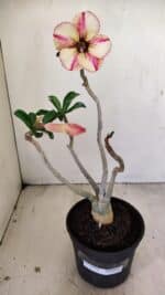 Planta Simples 3234 – 30cm – 02 anos - Imagem 2