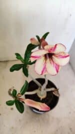 Planta Simples 3234 – 30cm – 02 anos - Imagem 4