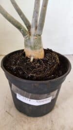 Planta Simples 3234 – 30cm – 02 anos - Imagem 6