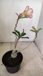 Planta Simples 3234 – 30cm – 02 anos - Imagem 5