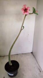 Planta Simples 3235 – 35cm – 03 anos - Imagem 2