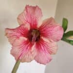 Planta Simples 3235 – 35cm – 03 anos