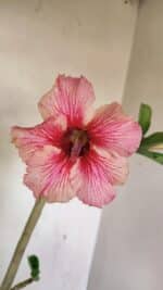 Planta Simples 3235 – 35cm – 03 anos